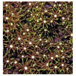 Pachyclavularia violacea (White tip) | nappikoralli (Zoanth…