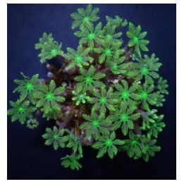 Clavularia spp. (Green) | nappikoralli (Zoanthus) | Akvaari…