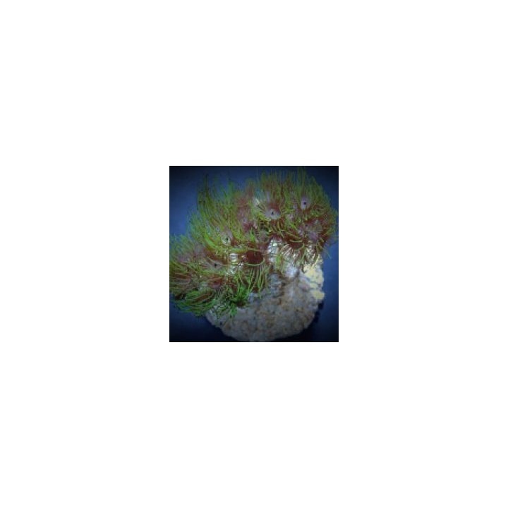 Acrozoanthus spp. | nappikoralli (Zoanthus) | Akvaariokeidas