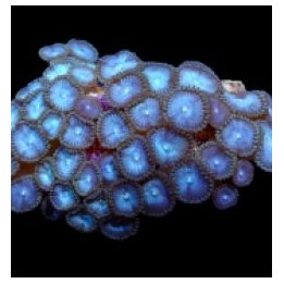 Zoanthus spp. (Blue) | nappikoralli (Zoanthus) | Akvaarioke…