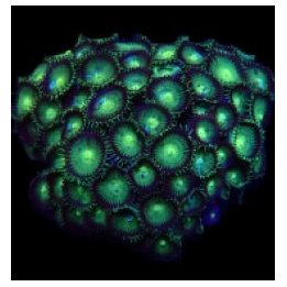 Protopalythoa spp. (Green) | nappikoralli (Zoanthus) | Akva…