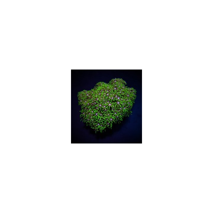 Briareum spp. (Green) (Grade A) | nappikoralli (Zoanthus) |…