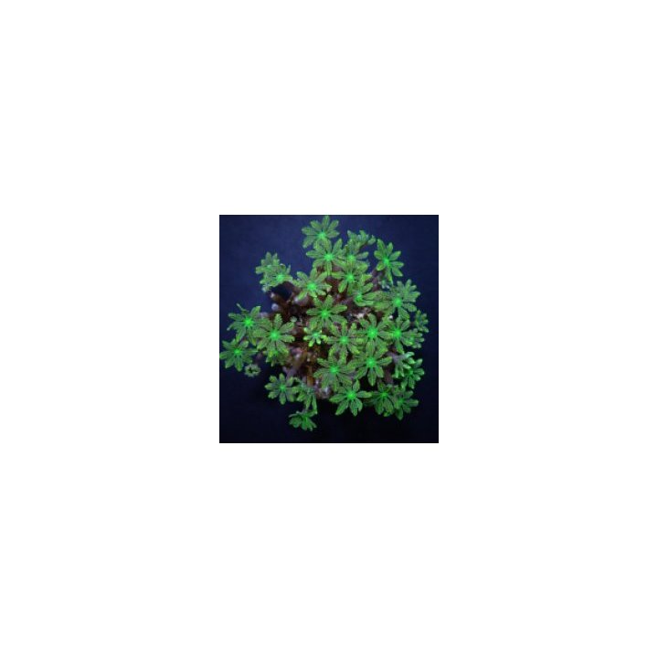 Clavularia spp. (Green) | nappikoralli (Zoanthus) | Akvaari…
