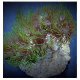 Acrozoanthus spp. | nappikoralli (Zoanthus) | Akvaariokeidas