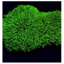 Pachyclavularia violacea (Green) (Grade A) | nappikoralli (…