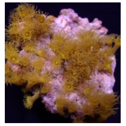 Parazoanthus gracilis (Yellow) | nappikoralli (Zoanthus) | …