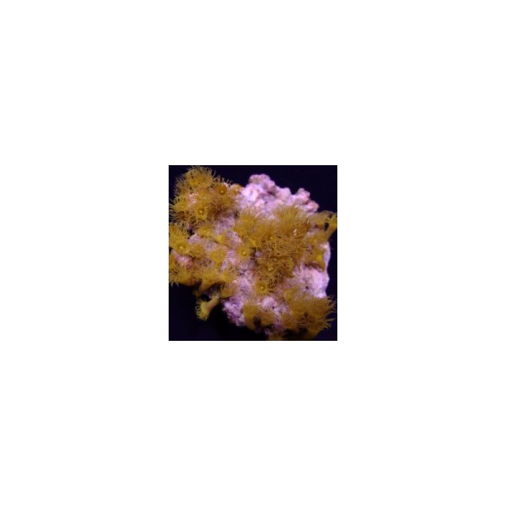 Parazoanthus gracilis (Yellow) | nappikoralli (Zoanthus) | …