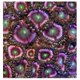 Zoanthus spp. (Pink) | nappikoralli (Zoanthus) | Akvaarioke…