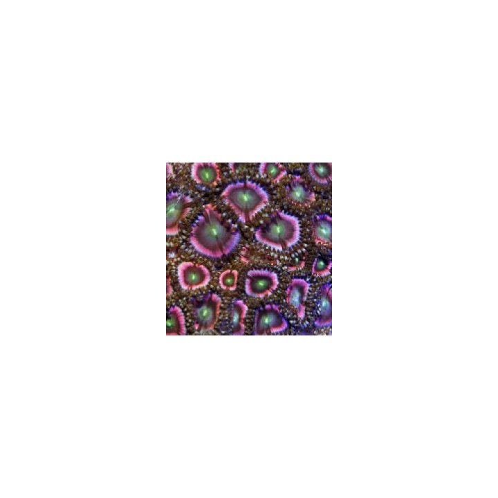 Zoanthus spp. (Pink) | nappikoralli (Zoanthus) | Akvaarioke…