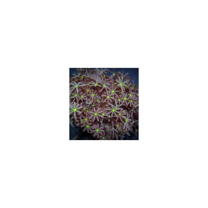 Knopia octocontacanalis | nappikoralli (Zoanthus) | Akvaari…