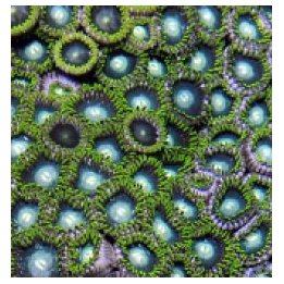 Zoanthus spp. (Green) | nappikoralli (Zoanthus) | Akvaariok…