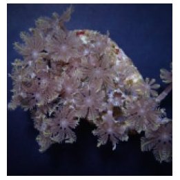 Clavularia spp. | nappikoralli (Zoanthus) | Akvaariokeidas
