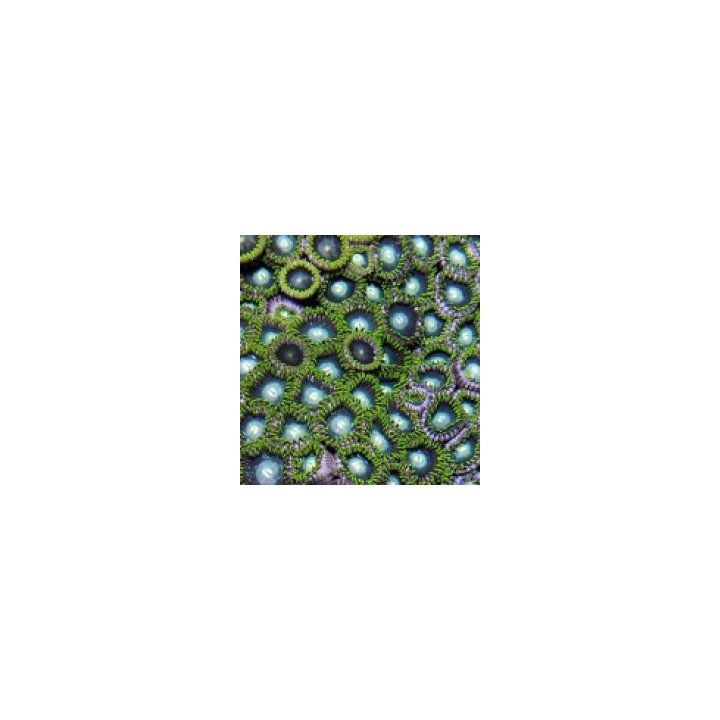 Zoanthus spp. (Green) | nappikoralli (Zoanthus) | Akvaariok…