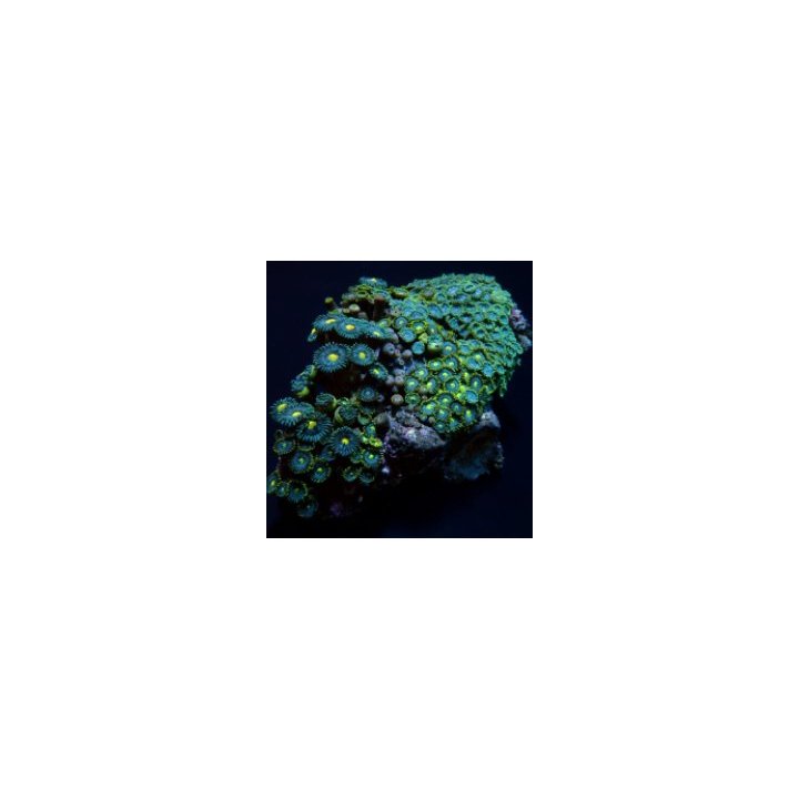 Zoanthus spp. (Blue) (Caribbean) | nappikoralli (Zoanthus) …