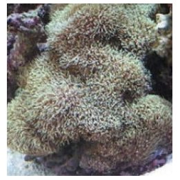 Pachyclavularia violacea (Greyish) | nappikoralli (Zoanthus…