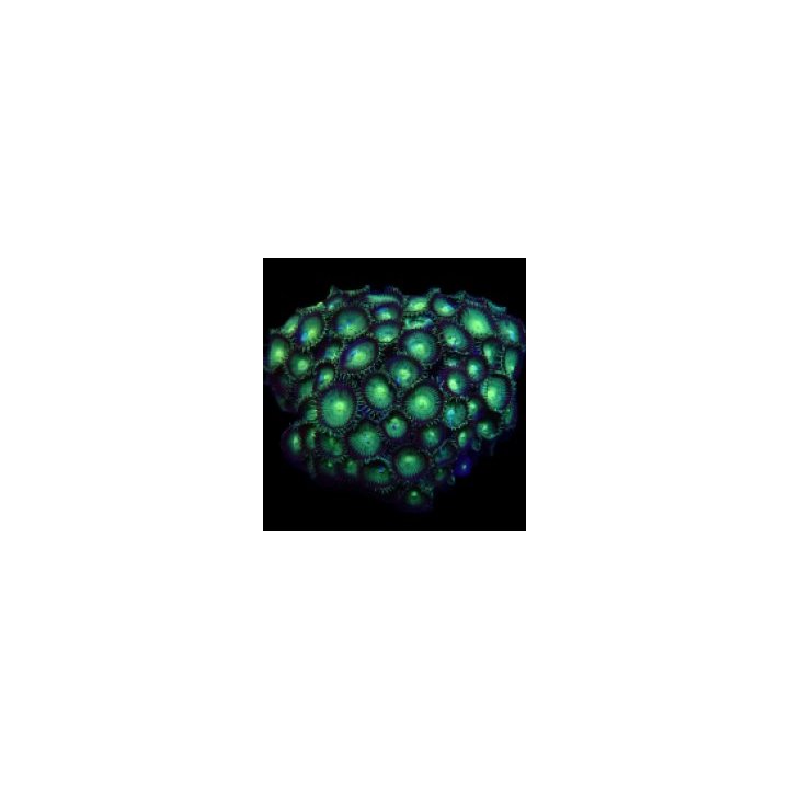 Protopalythoa spp. (Green) (Grade A) | nappikoralli (Zoanth…