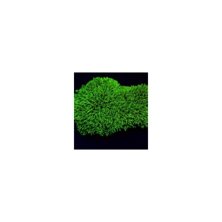 Pachyclavularia violacea (Green) | nappikoralli (Zoanthus) …