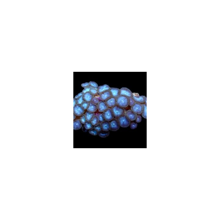 Zoanthus spp. (Blue) | nappikoralli (Zoanthus) | Akvaarioke…