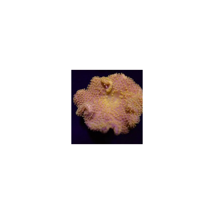 Sarcophyton spp. (Yellow) (Fiji-Tonga) | pehmytkoralli | Ak…