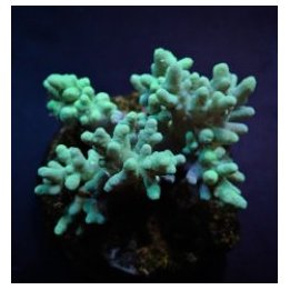 Sinularia spp. (Yellow-Green) | pehmytkoralli | Akvaariokei…