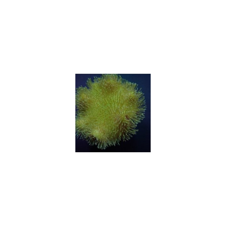 Sarcophyton spp. (Yellow) | pehmytkoralli | Akvaariokeidas