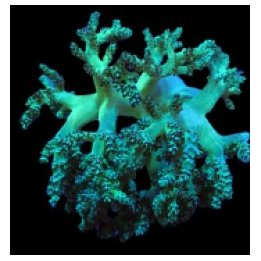 Capnella spp. (Jakarta) | pehmytkoralli | Akvaariokeidas
