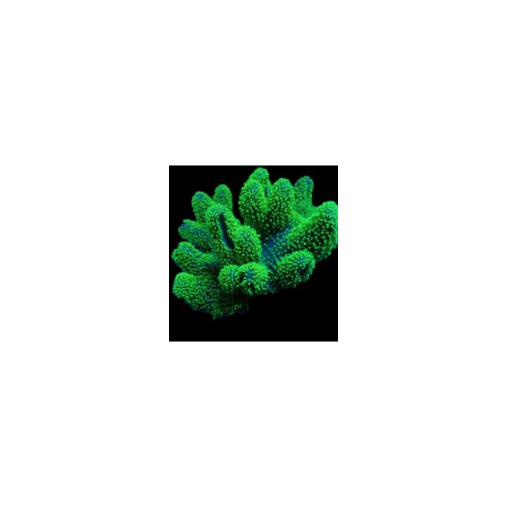 Lobophytum spp. (Fluor Green) | pehmytkoralli | Akvaariokei…
