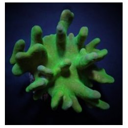 Lobophytum spp. (Green) | pehmytkoralli | Akvaariokeidas