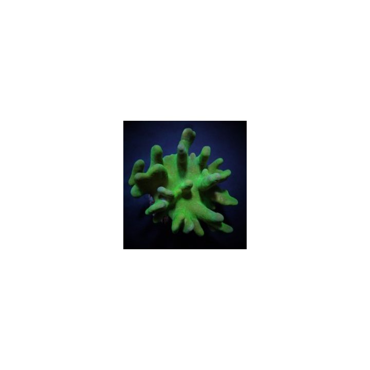 Lobophytum spp. (Green) | pehmytkoralli | Akvaariokeidas