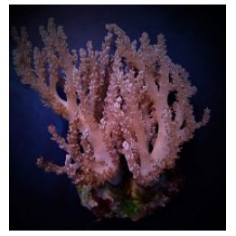 Capnella spp. (Bali) | pehmytkoralli | Akvaariokeidas