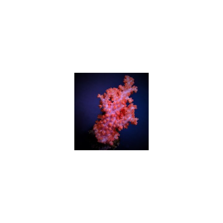 Dendronepthea spp. | pehmytkoralli | Akvaariokeidas