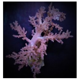 Lithophyton spp. | pehmytkoralli | Akvaariokeidas