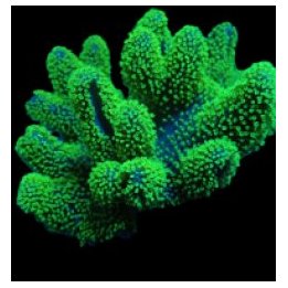 Lobophytum spp. (Fluor Green) | pehmytkoralli | Akvaariokei…