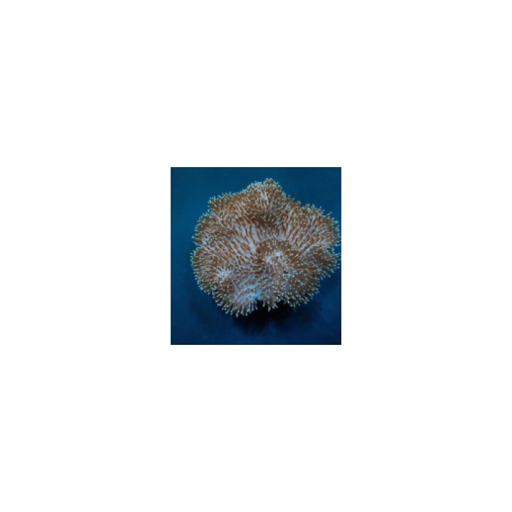 Sarcophyton spp. | pehmytkoralli | Akvaariokeidas