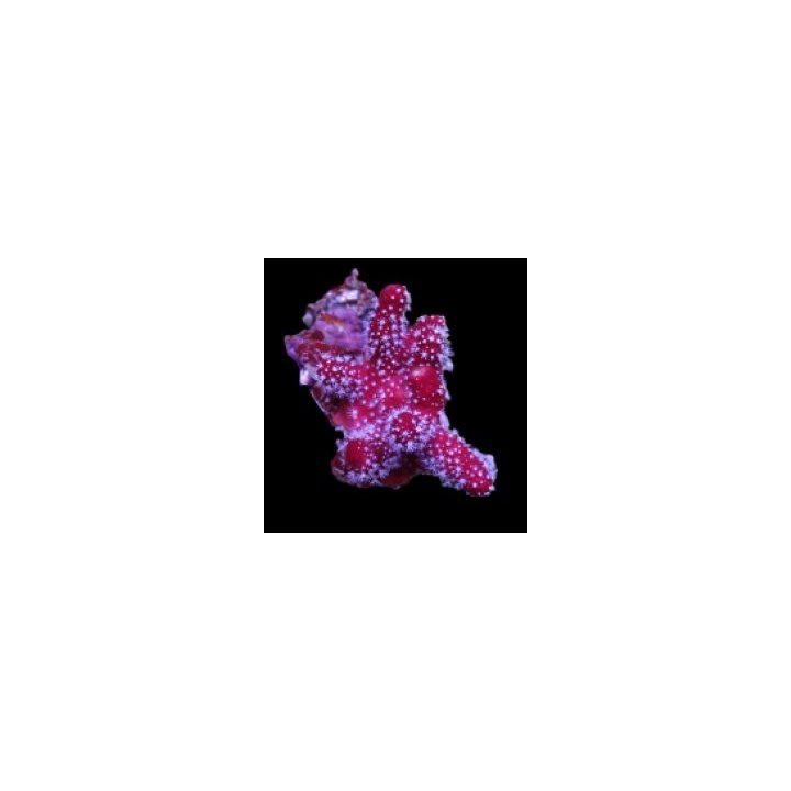 Nephthyiogorgia spp. | pehmytkoralli | Akvaariokeidas