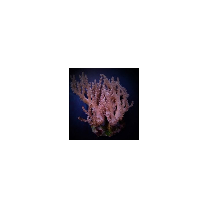 Capnella spp. (Bali) | pehmytkoralli | Akvaariokeidas