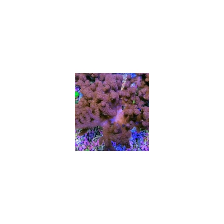 Cladiella spp. (O1 Colt) | pehmytkoralli | Akvaariokeidas