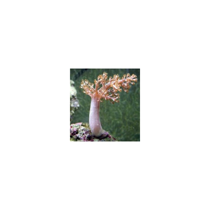 Capnella spp. (Kenya) | pehmytkoralli | Akvaariokeidas