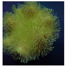 Sarcophyton spp. (Yellow) | pehmytkoralli | Akvaariokeidas