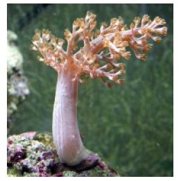 Capnella spp. (Kenya) | pehmytkoralli | Akvaariokeidas