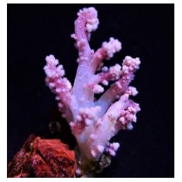 Nepthea spp. (Pink) | pehmytkoralli | Akvaariokeidas