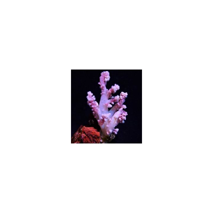 Nepthea spp. (Pink) | pehmytkoralli | Akvaariokeidas