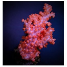 Dendronepthea spp. | pehmytkoralli | Akvaariokeidas