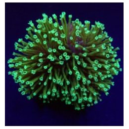 Sarcophyton spp. (Fluor Green) | pehmytkoralli | Akvaarioke…