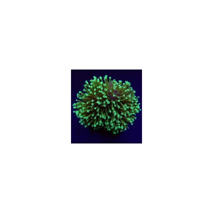 Sarcophyton spp. (Fluor Green) | pehmytkoralli | Akvaarioke…