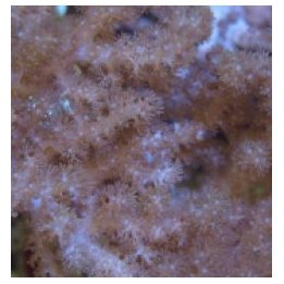 Sympodium spp. | pehmytkoralli | Akvaariokeidas