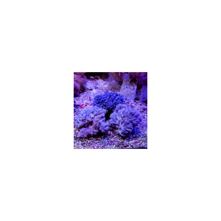 Xenia spp. (Pumping) | pehmytkoralli | Akvaariokeidas