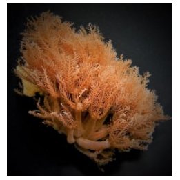 Anthelia glauca | pehmytkoralli | Akvaariokeidas