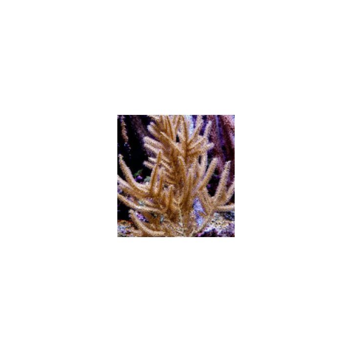 Rumphella spp. | pehmytkoralli | Akvaariokeidas