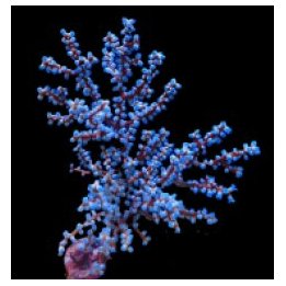Acalycigorgia spp. | pehmytkoralli | Akvaariokeidas